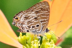 Hyponephele glasunovi - Gefleckter Haarschwanz